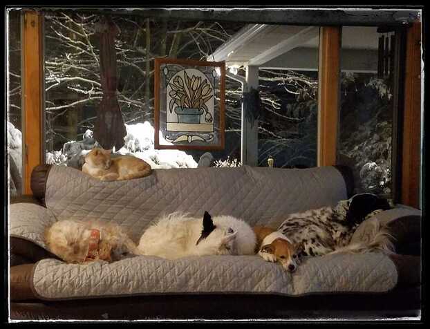 Group of dogs and a cat on couch in winter