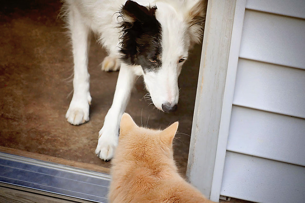 Border Collie meets cat in doorway