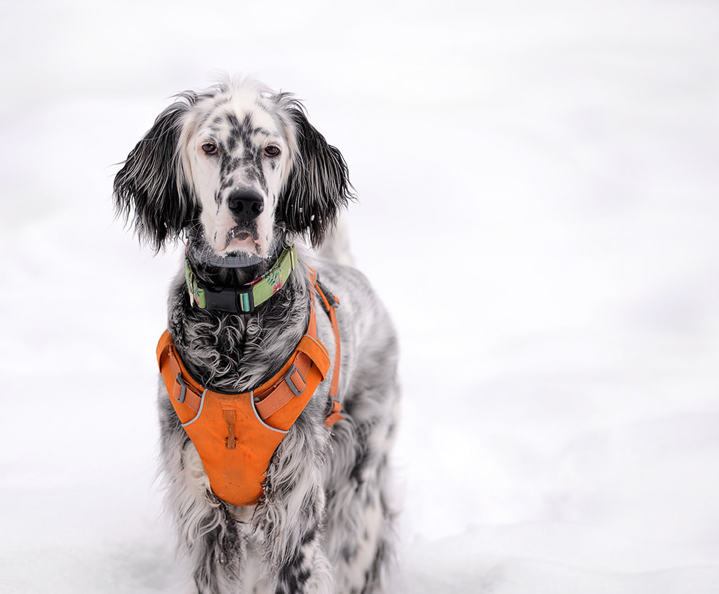 English Setter standing in the snow