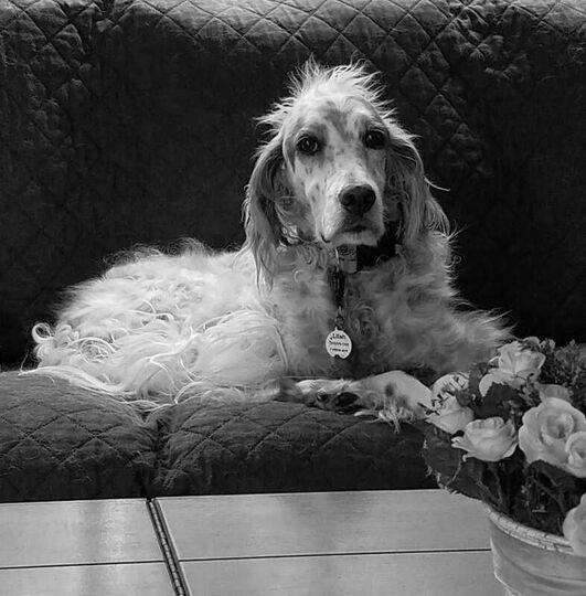 English Setter on Couch