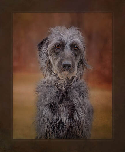 Centered portrait of a wire-haired terrier